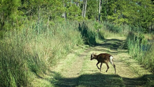 OUTDOORS NOTEBOOK: Ending my first bowseason chasing sika deer